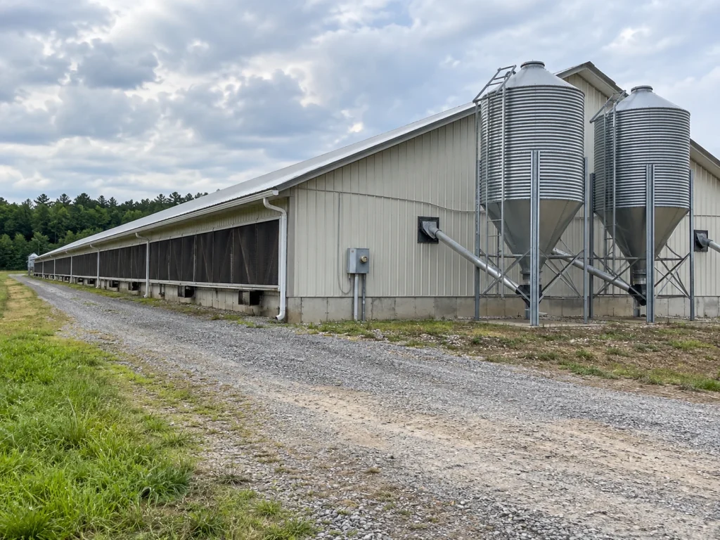 Illustration of a long poultry house with two metal feed bins and a gravel service lane.